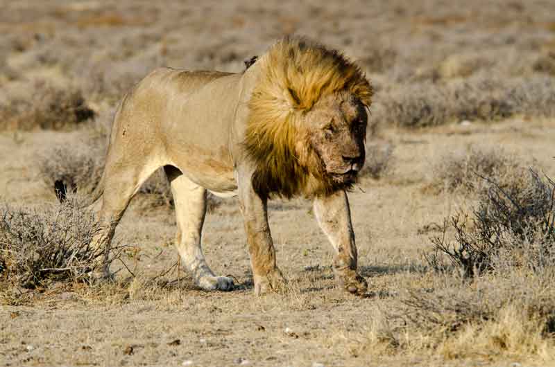 67 - Namibia - leones comiendo - parque nacional de Etosha